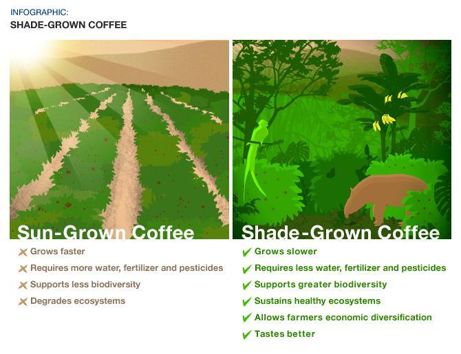 shade-grown coffee