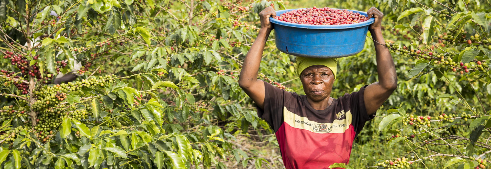 woman with a basker of coffee cherries