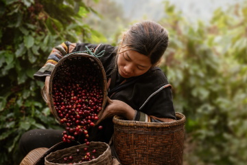 coffee grower