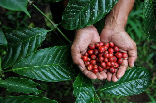 coffee berries