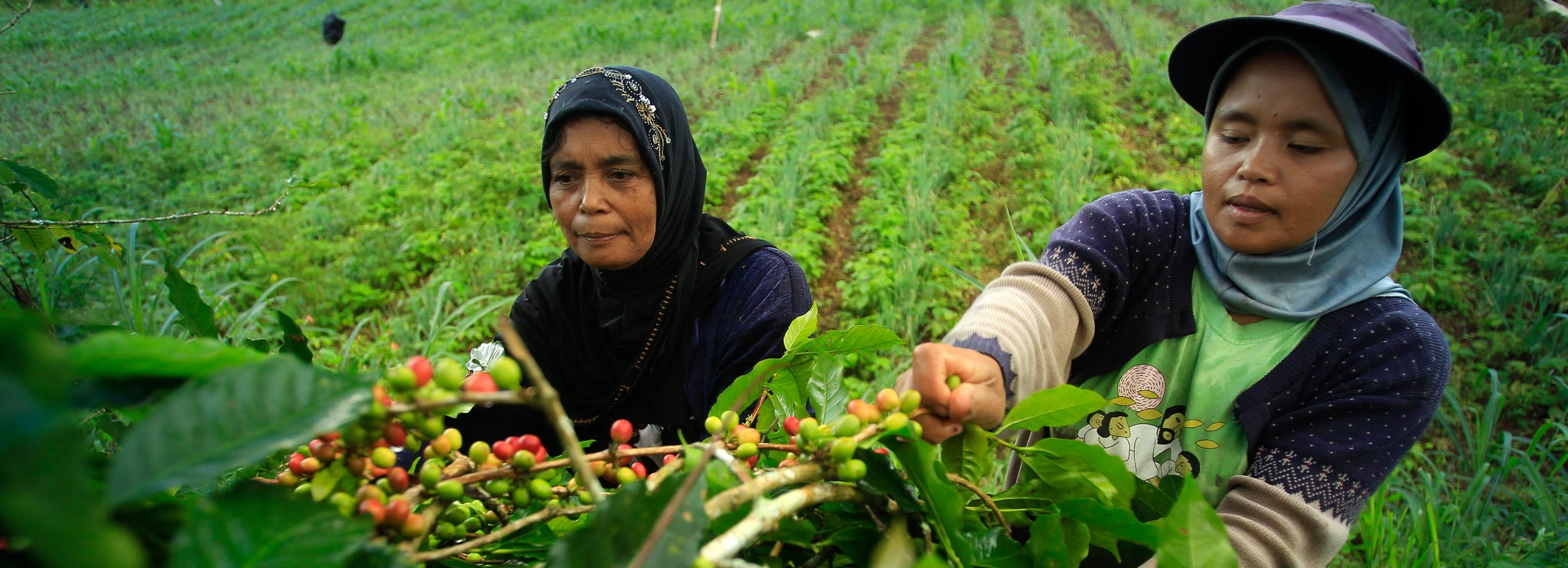 women pickers